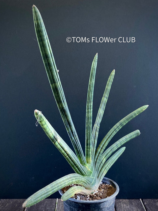 Sanservieria Cylindrica Patula Boncel, organically grown succulent plants for sale at TOMsFLOWer CLUB.