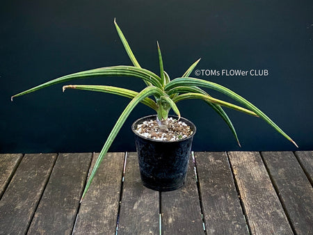 Sanservieria downsii, organically grown succulent plants for sale at TOMsFLOWer CLUB.