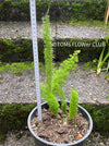 Asparagus Densiflorus Mazeppa - Foxtail Fern, organically grown tropical plants for sale at TOMsFLOWer CLUB.