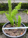 Asparagus Densiflorus Mazeppa - Foxtail Fern, organically grown tropical plants for sale at TOMsFLOWer CLUB.