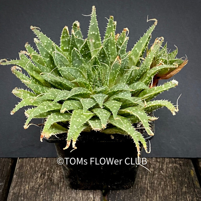 Aloe aristata, organically grown sun loving succulent plants for sale at TOMs FLOWer CLUB.
