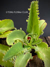 Kalanchoe daigremontiana, flowering, organically grown succulent plants for sale at TOMsFLOWer CLUB.