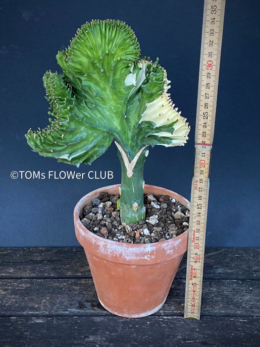 Euphorbia Lactea Albo-Variegata Cristata, grafted euphorbia, crested cactus, organically grown succulent plants for sale at TOMsFLOWer CLUB.