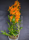 Dendrobium Nobile Star Firebird, orange flowering orchid, organically grown tropical plants for sale at TOMsFLOWer CLUB