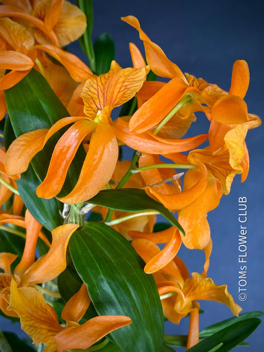 Dendrobium Nobile Star Firebird, orange flowering orchid, organically grown tropical plants for sale at TOMsFLOWer CLUB