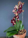 Doritaenopsis Esmee, burgundy chocolate flowering orchid, organically grown tropical plants for sale at TOMsFLOWer CLUB