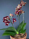 Doritaenopsis Esmee, burgundy chocolate flowering orchid, organically grown tropical plants for sale at TOMsFLOWer CLUB