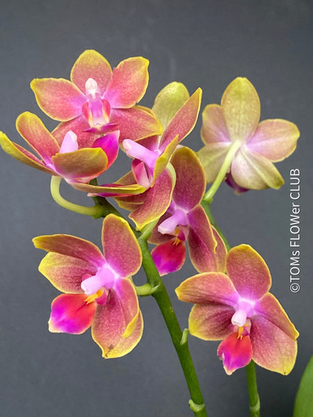 Doritaenopsis Sogo Allen, yellow pink flowering orchid, organically grown tropical plants for sale at TOMsFLOWer CLUB