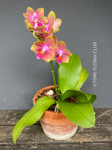 Doritaenopsis Sogo Allen, yellow pink flowering orchid, organically grown tropical plants for sale at TOMsFLOWer CLUB