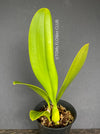 Bulbophyllum Grandiflorum, yellow flowering orchid, organically grown tropical plants for sale at TOMsFLOWer CLUB