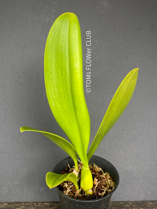 Bulbophyllum Grandiflorum, yellow flowering orchid, organically grown tropical plants for sale at TOMsFLOWer CLUB