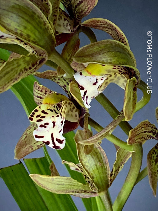 Cymbidium Erythraeum, green brown flowering orchid, organically grown tropical plants for sale at TOMsFLOWer CLUB