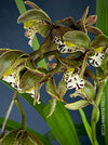 Cymbidium Erythraeum, green brown flowering orchid, organically grown tropical plants for sale at TOMsFLOWer CLUB