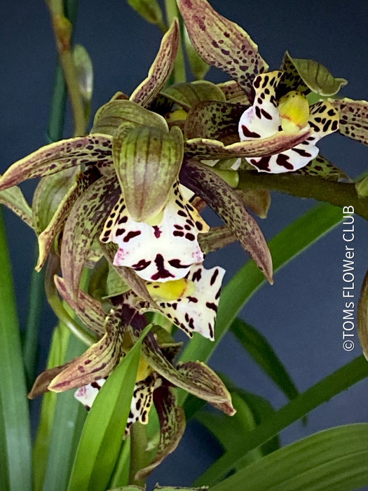 Cymbidium Erythraeum, green brown flowering orchid, organically grown tropical plants for sale at TOMsFLOWer CLUB