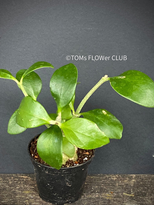 Hydnophytum Papuanum, Ameisenpflanze, organically grown tropical plants for sale at TOMs FLOWer CLUB, caudex, Kodex, Stamm, Wasserspeicher