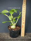 Hydnophytum Papuanum, Ameisenpflanze, organically grown tropical plants for sale at TOMs FLOWer CLUB, caudex, Kodex, Stamm, Wasserspeicher