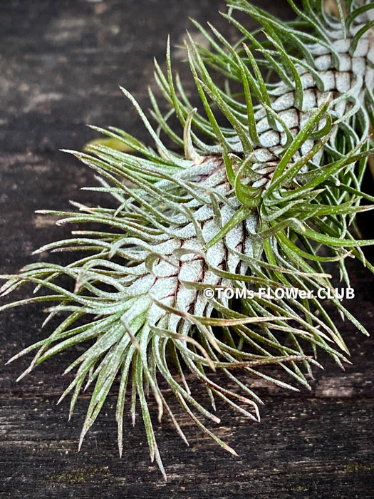 Tillandsia Funkiana on driftwood, organically grown air plants for sale at TOMs FLOWer CLUB.