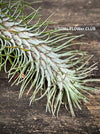 Tillandsia Funkiana on driftwood, organically grown air plants for sale at TOMs FLOWer CLUB.