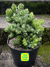 Euphorbia Lactea Cristata, Crested Elkhorn, Crested Candelabra Plant, Crested Euphorbia, Coral Cactus, organically grown succulent plants for sale, TOMs FLOWer CLUB