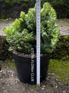 Euphorbia Lactea Cristata, Crested Elkhorn, Crested Candelabra Plant, Crested Euphorbia, Coral Cactus, organically grown succulent plants for sale, TOMs FLOWer CLUB