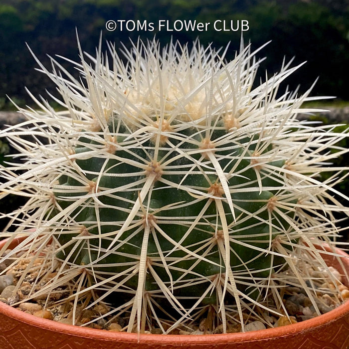 Echinocactus Grusonii Albispinus, golden barrel cactus, organically grown succulent plants for sale at TOMs FLOWer CLUB.