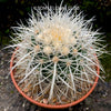 Echinocactus Grusonii Albispinus, golden barrel cactus, organically grown succulent plants for sale at TOMs FLOWer CLUB.