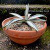 Agave Americana Mediopicta Alba, sun loving succulent plants for sale by TOMsFLOWer CLUB