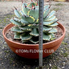 Agave Potatorum Kichiokan Variegata, sun loving succulent plants for sale by TOMsFLOWer CLUB.