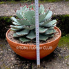 Agave Potatorum Kichiokan, sun loving succulent plants for sale by TOMsFLOWer CLUB.