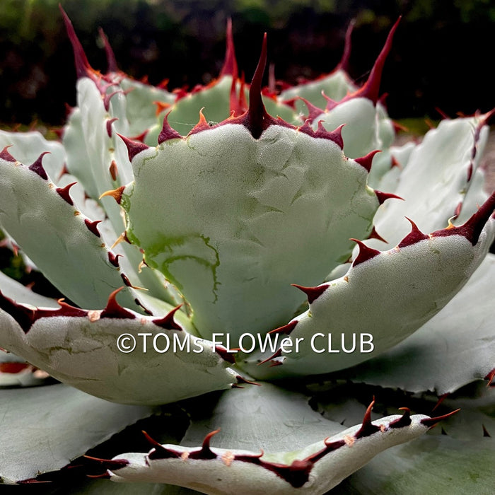 Agave Potatorum Kichiokan, sun loving succulent plants for sale by TOMsFLOWer CLUB.