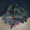 Begonia Royal Velour, organically grown tropical plants for sale at TOMs FLOWer CLUB.