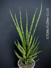 Sansevieria Franchisii, Sanservieria Cylindrica Hybride Torch, organically grown succulent plants for sale at TOMsFLOWer CLUB.