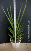 Sansevieria Franchisii, Sanservieria Cylindrica Hybride Torch, organically grown succulent plants for sale at TOMsFLOWer CLUB.