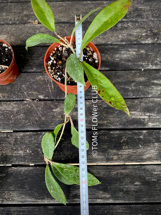 Hoya Pubicalyx, Wachsblume, organically grown plants by TOMs FLOWer CLUB. 