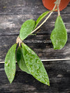 Hoya Pubicalyx, Wachsblume, organically grown plants by TOMs FLOWer CLUB. 