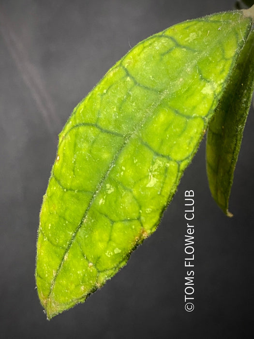 Hoya callistophylla short leaf, organically grown tropical plants for sale at TOMsFLOWer CLUB.