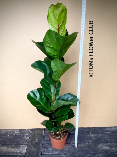 Ficus Lyrata Compacta - Bambino, Geigenfeige, organically grown tropical plants for sale at TOMsFLOWer CLUB.