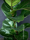 Ficus Lyrata Compacta - Bambino, Geigenfeige, organically grown tropical plants for sale at TOMsFLOWer CLUB.