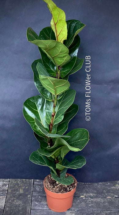 Ficus Lyrata Compacta - Bambino, Geigenfeige, organically grown tropical plants for sale at TOMsFLOWer CLUB.