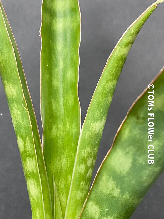 sansevieria aethiopica Sansevieria aethiopica | organically grown succulent plants