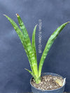 Sansevieria aethiopica, organically grown succulent plants for sale at TOMsFLOWer CLUB.