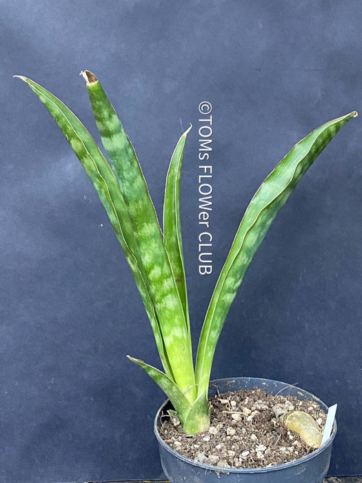 Sansevieria aethiopica, organically grown succulent plants for sale at TOMsFLOWer CLUB.