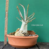 Adenium Obesum - Desert Rose - Bonsai - Bonsai tree, Bonsai Bäumchen, Zimmerpflanze, indoor plant, easy care plant, succulent, Sukkulent, Wüsternrose, organically grown tropical caudex plants for sale at TOMs FLOWer CLUB.