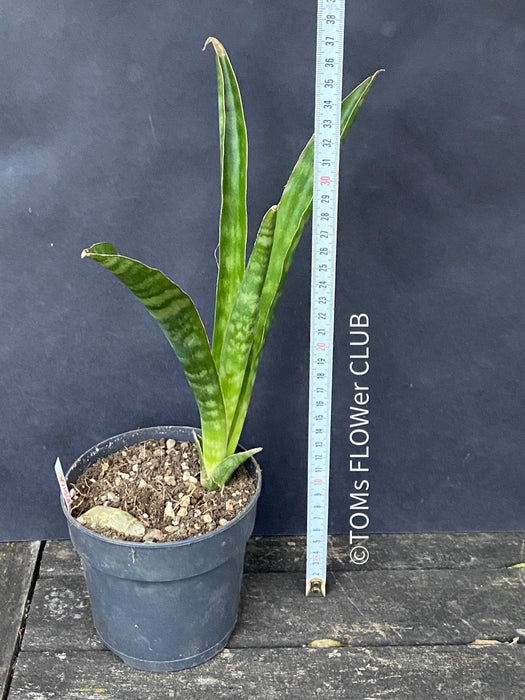sansevieria aethiopica blue Sansevieria Aethiopica