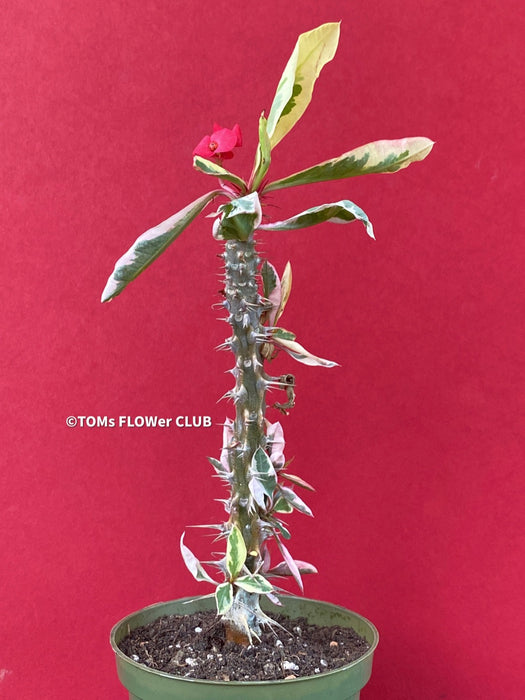 Euphorbia milii variegata, Crown of Thorns, organically grown succulent plants for sale at TOMsFLOWer CLUB.