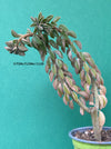 Peperomia Asperula, organically grown succulent plants for sale at TOMsFLOWer CLUB.