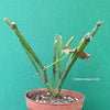 Pelargonium Tetragonum, organically grown succulent plants for sale at TOMsFLOWer CLUB.