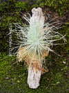 Tillandsia Fuchsii Gracilis on driftwood, Luftpflanzen. Air plants, organically grown for sale at TOMa FLOWer CLUB. 