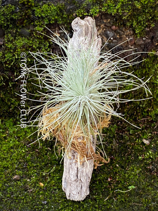 fuchsii air plant Tillandsia Fuchsii Gracilis on driftwood