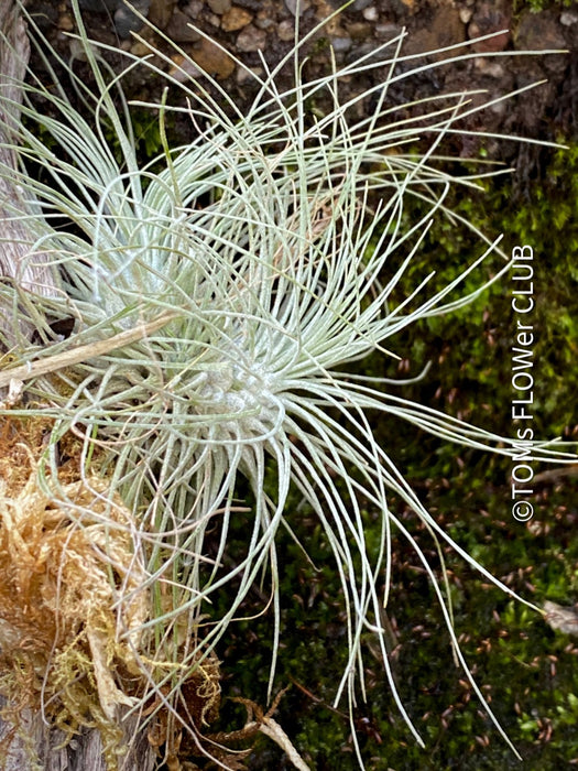 fuchsii air plant care Tillandsia Fuchsii Gracilis | organically grown tropical air plants